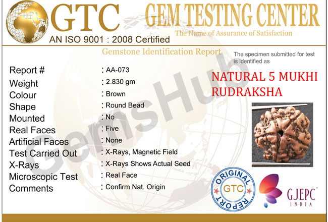 5 Mukhi Certified Nepali Rudraksha
